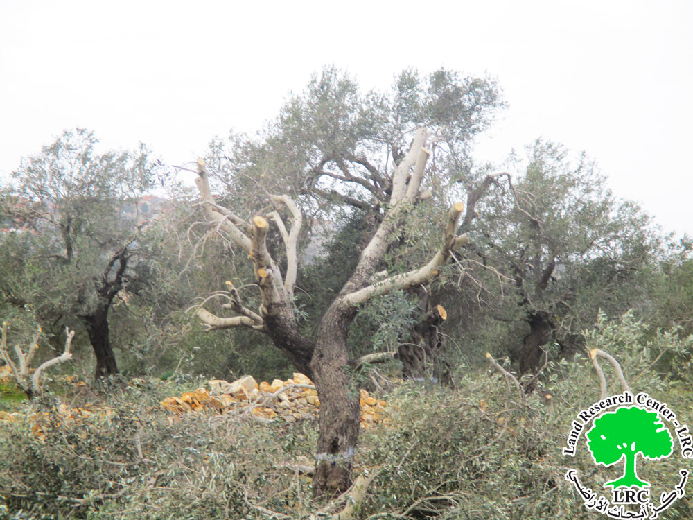 As Olive Harvest Season Approaches: Settlers from "Nefe Nehemia" Cut Down Olive Trees in Iskaka Village/  Salfit Governorate | LRC