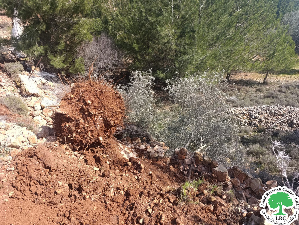 The occupation uproots 400 trees and bulldozes lands and properties in Beit Iksa village north of Jerusalem | LRC