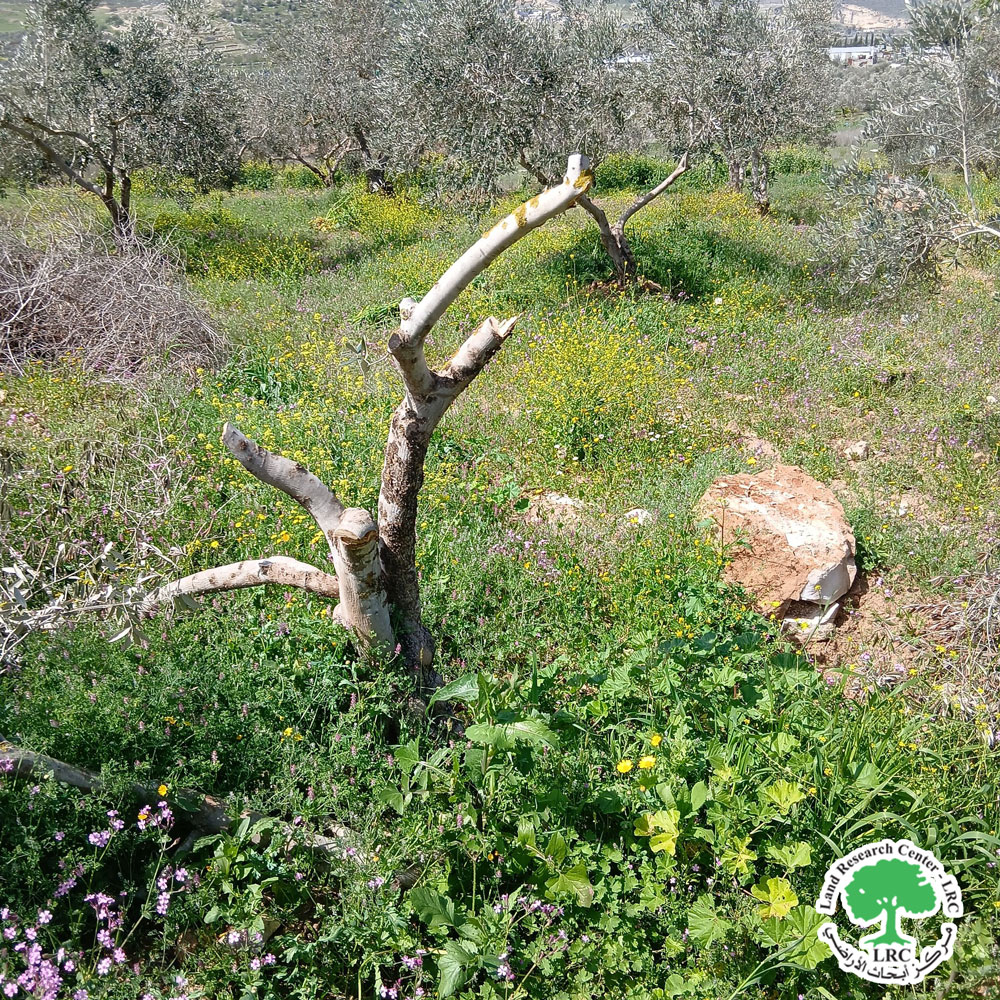 Settlers from "Shavei Shomron" cut down 32 fruitful olive trees in the village of Deir Sharaf, north of Nablus | LRC