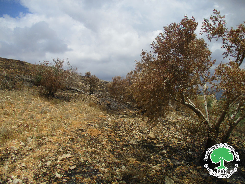 Settlers of ‘’Havad Jal’ad’’ Burn 4 Dunams Planted with Olive in Far'ata Village / Qalqilya Governorate | LRC