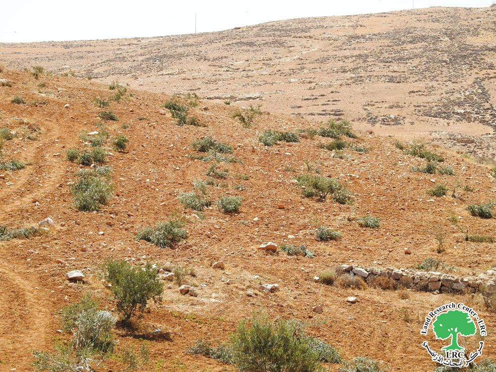 Settlers Vandalize 100 Olive Trees in Huwwara, East Yatta/  Hebron Governorate | LRC
