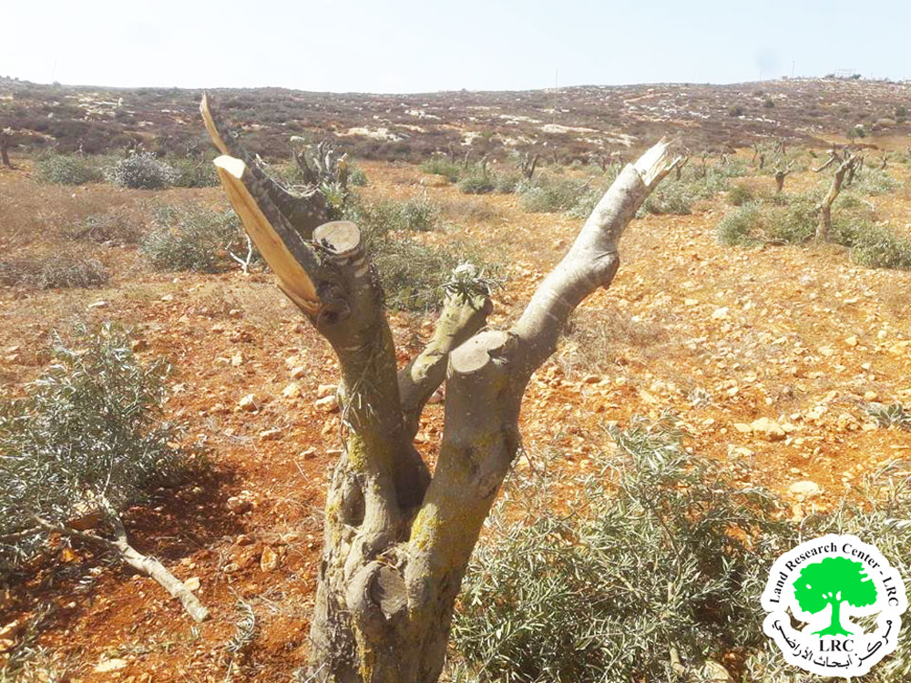 Settlers Cut 16 Olive Trees in Kafr Malik Village/ Ramallah Governorate | LRC