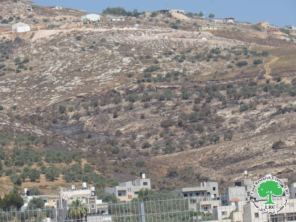Burning 466 Olive Trees and Partially Damaged in Huwwara Town/  South Nablus | LRC