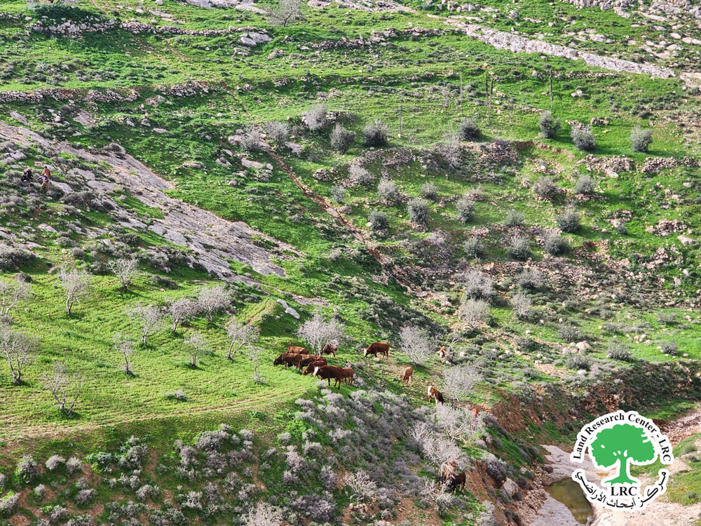 Israeli Colonists Release Cattle into Farmers’ Lands in Wadi Al-Nafakh Area, Al-Burj Village South of Hebron | LRC