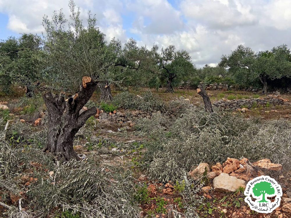 Israeli Occupation Uproots 170 Ancient Olive Trees in Deir Istiya, North of Salfit | LRC