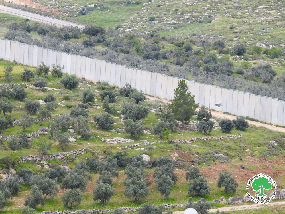 After Settler Seizure of Land and Crops: Farmers in Sikka Village, South of Hebron, May Be Forced to Sell Their Livestock | LRC