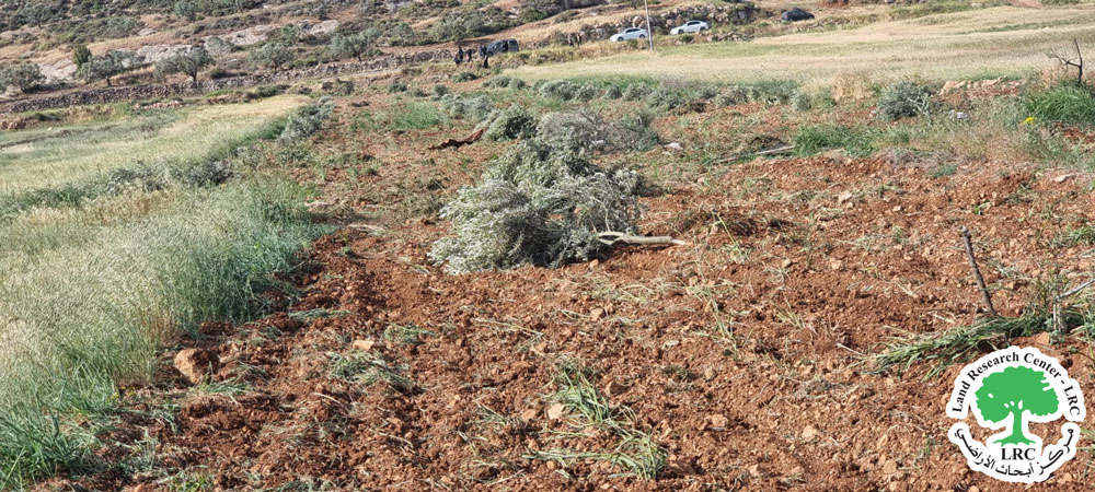 Settlers Cutting Down 200 Olive Trees in Al Mughayyir Village/  North Ramallah | LRC