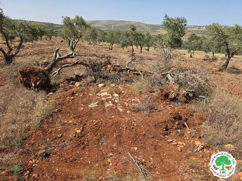 Israeli colonists  Bulldoze Land and Uproot 400 Fruit-Bearing Olive Trees in Qusra Village, Nablus Governorate | LRC