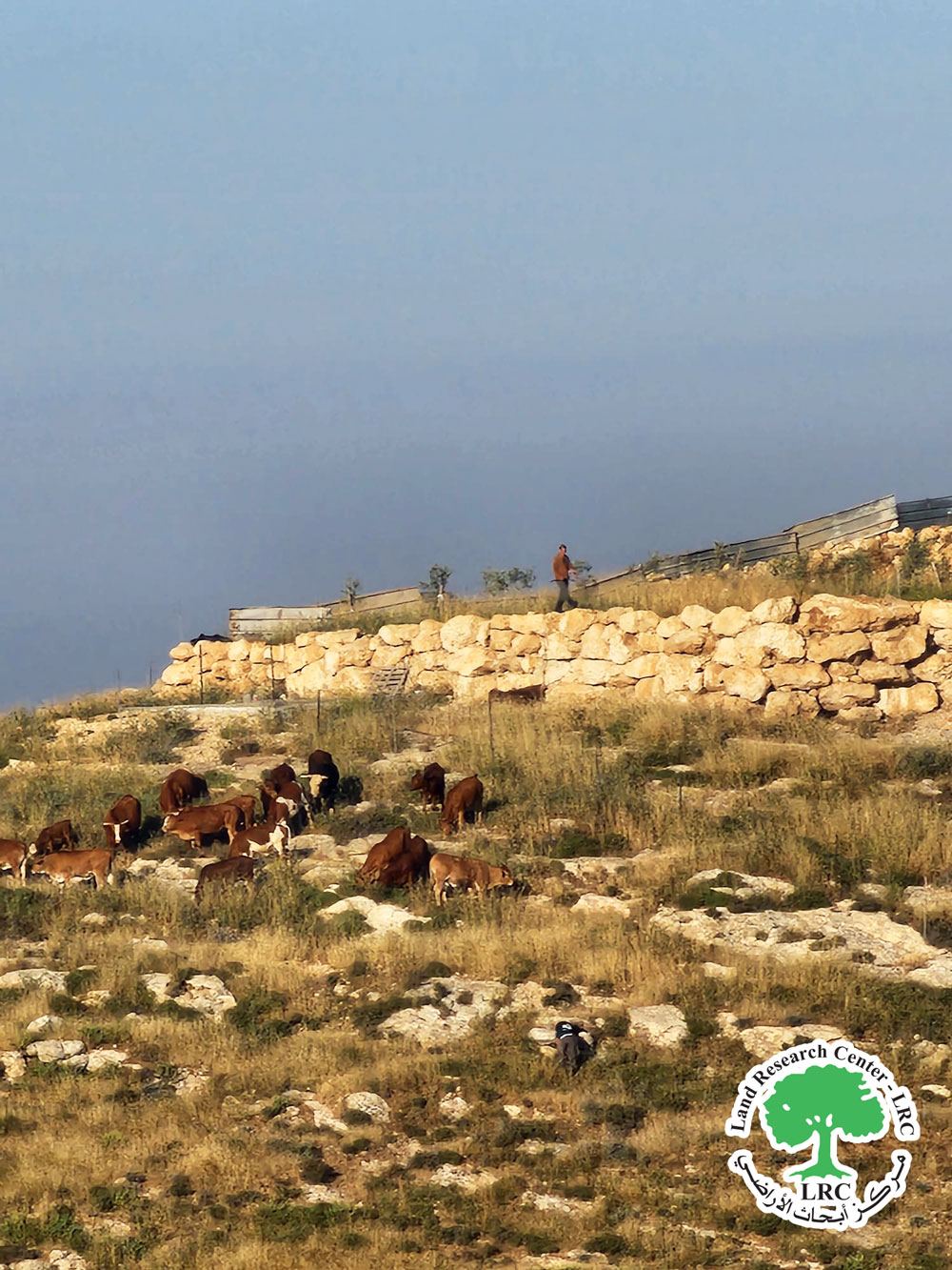 Israeli colonists  release their cattle into lands and natural grazing areas in Al-Burj village, south of Hebron | LRC