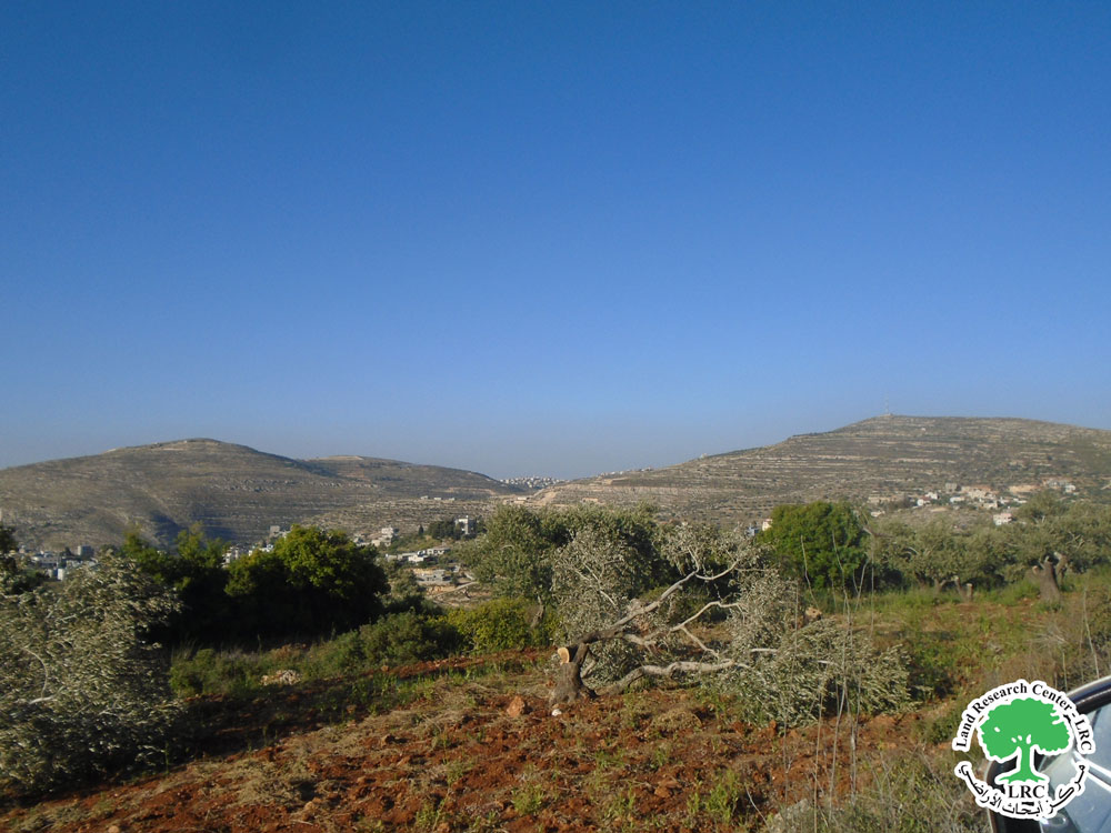 Cutting and Destruction of 69 Olive Trees in Yatma: A Systematic Violation of the Agricultural Environment and Farmers’ Rights / Nablus Governorate | LRC