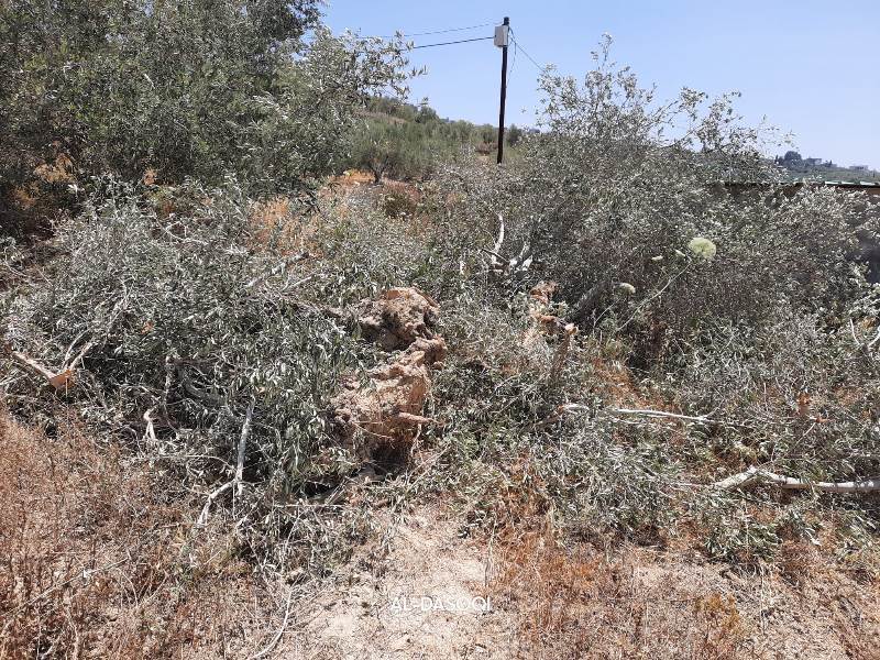 Israeli Occupation Cut Down 40 Olive Trees in Burqa/ North Nablus | LRC