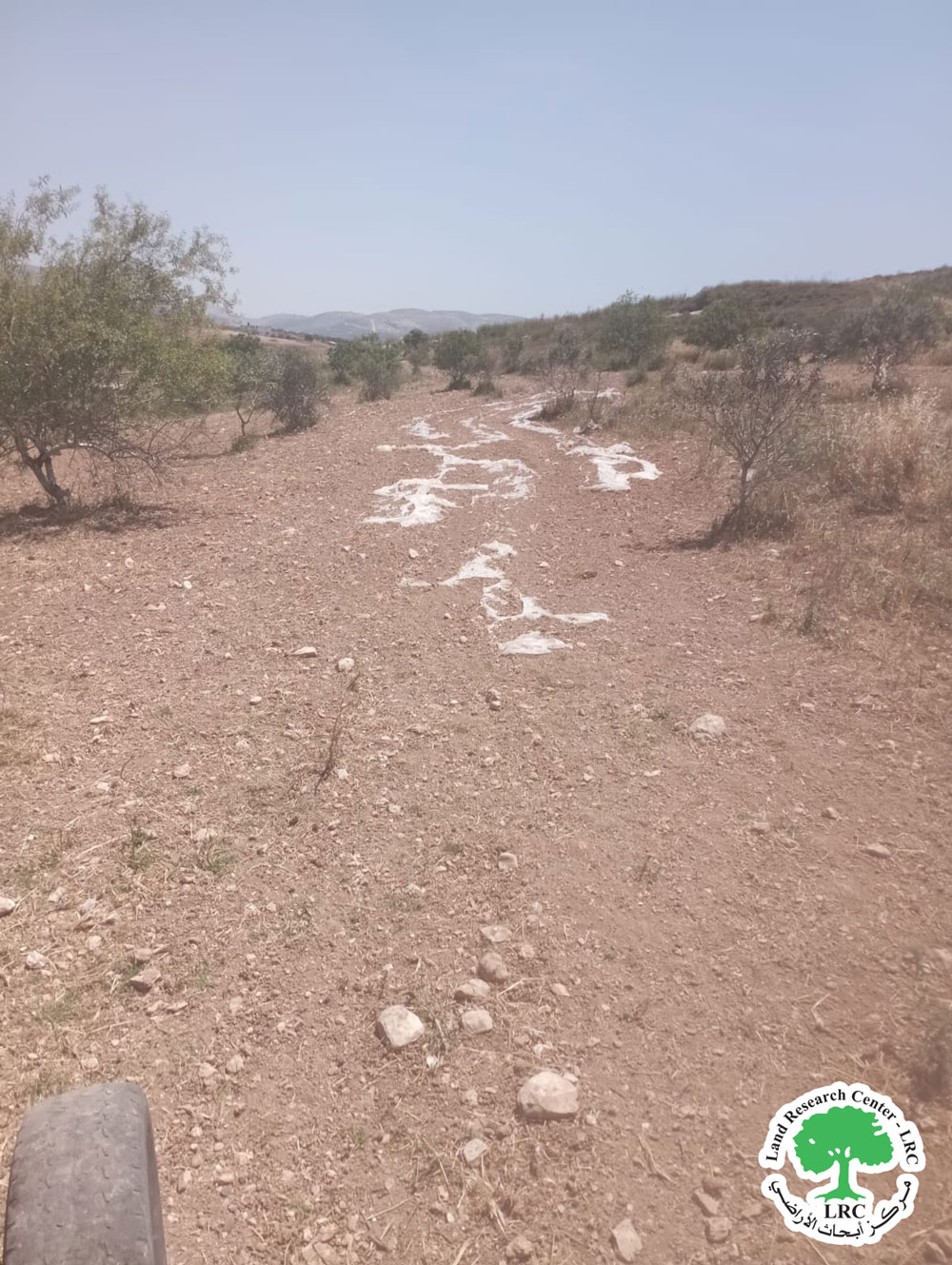 الرعي الاستعماري الجائر يتسبب في تلف المحاصيل الزراعية في منطقة المسعودية شمال قرية برقة بمحافظة نابلس | LRC