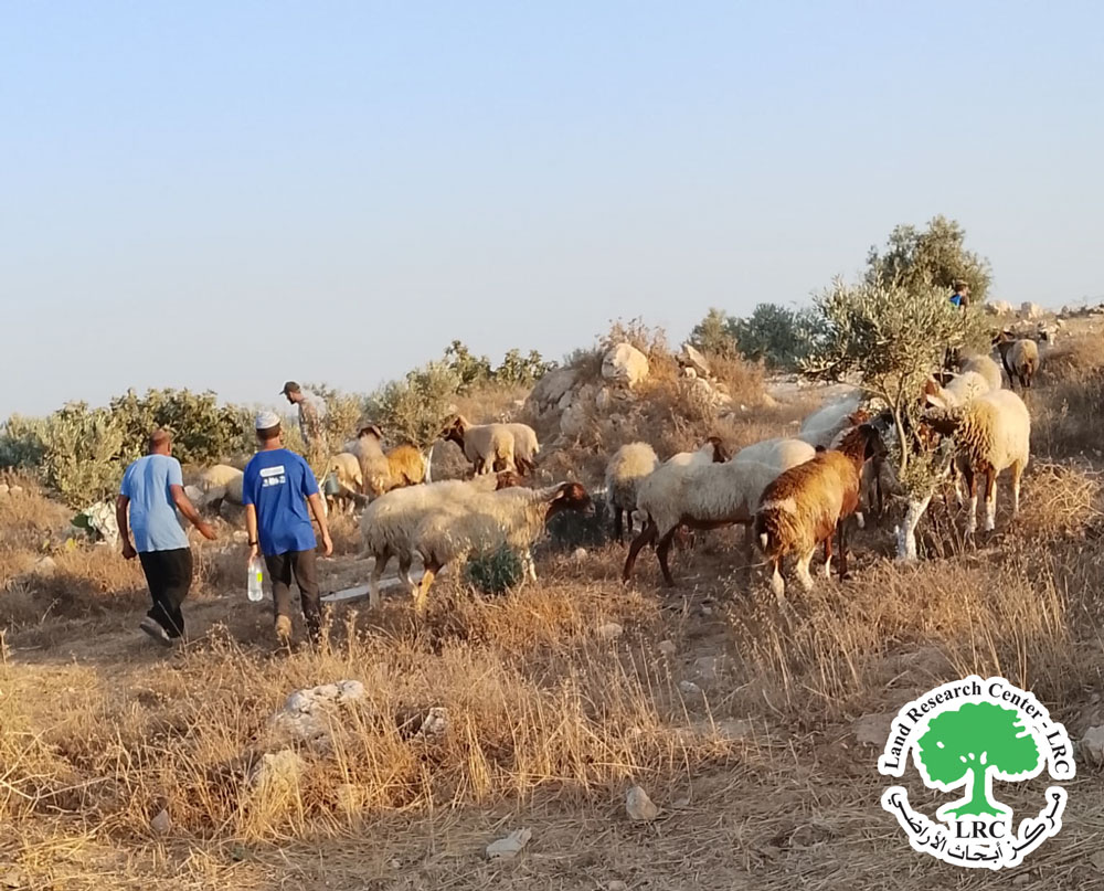 مستعمرون يرعون بأغنامهم أشجار المزارعين جنوب السموع بمحافظة الخليل | LRC