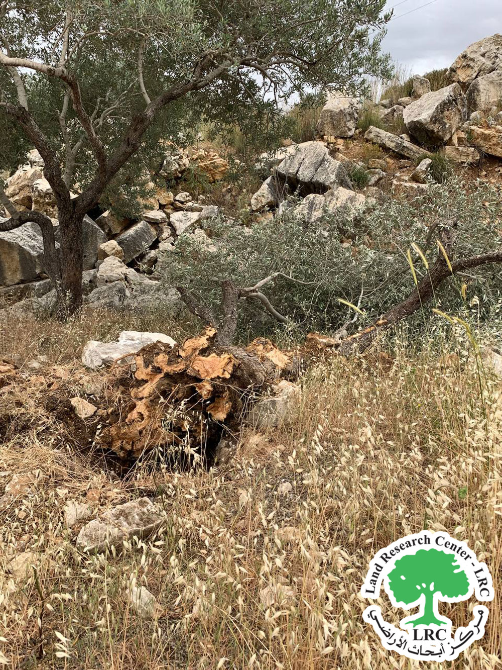The Occupation Cut Down 34 Old Olive Trees in Madama Village / South Nablus | LRC