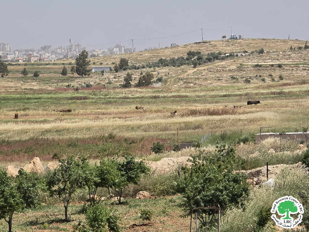 Israeli colonies Escalate Attacks Against Farmers and Their Lands in “Khillet al-Hummus” South of Yatta, Hebron Governorate | LRC