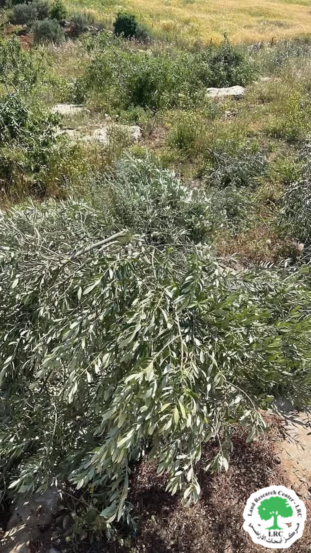 مستعمرون يقطعون 200 شجرة في أراضي عائلة المغربي بمنطقة الشويكة شرق الظاهرية جنوب الخليل | LRC