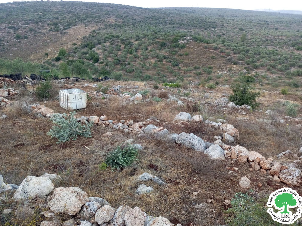 Cut and Vandalize 65 Olive Saplings in Qarawt Bani Hassan Town/ West Salfit Governorate | LRC