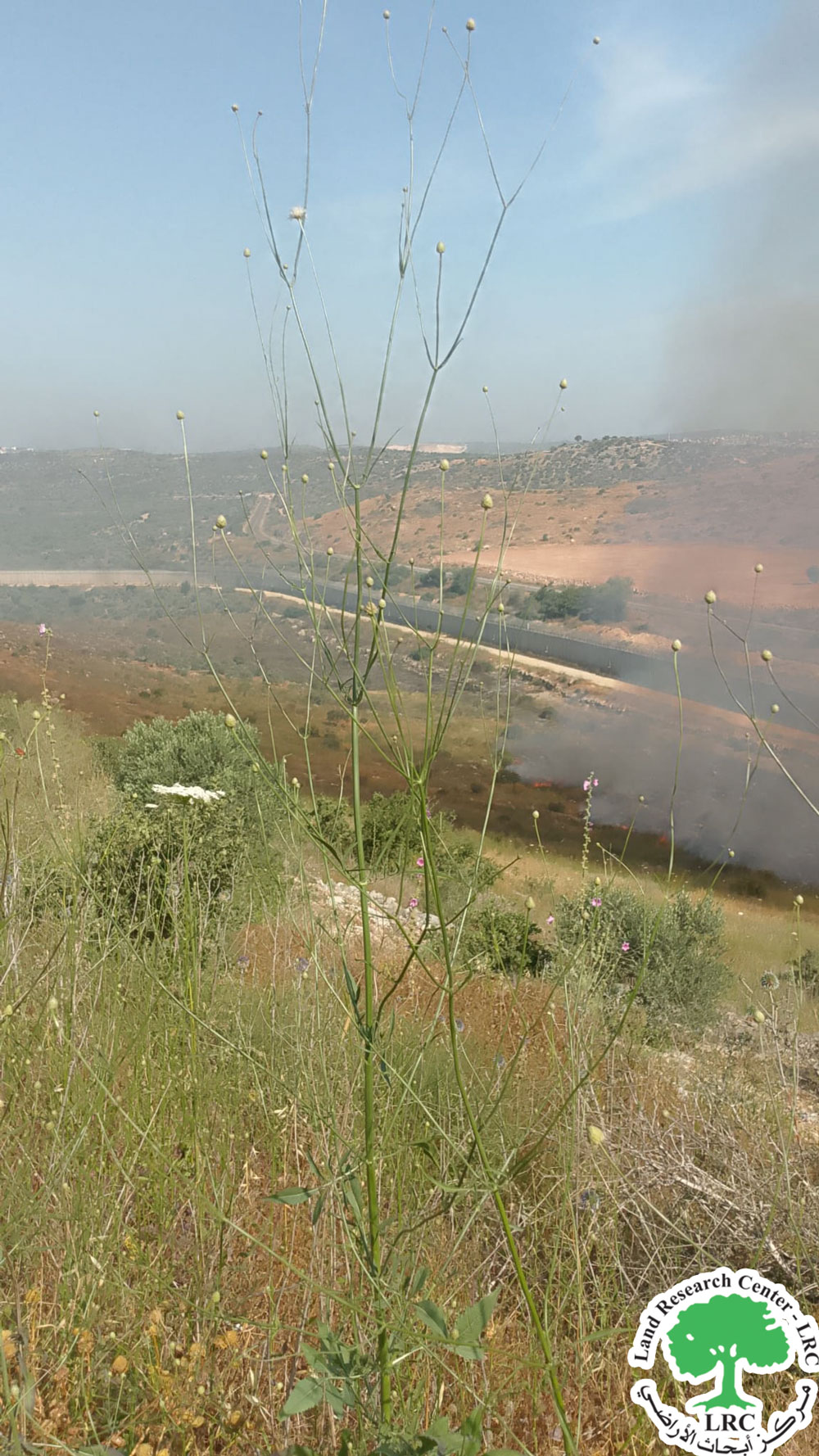 The Israeli Occupation Burn Vast Areas from Dahr Al Abed Village /  South Jenin | LRC