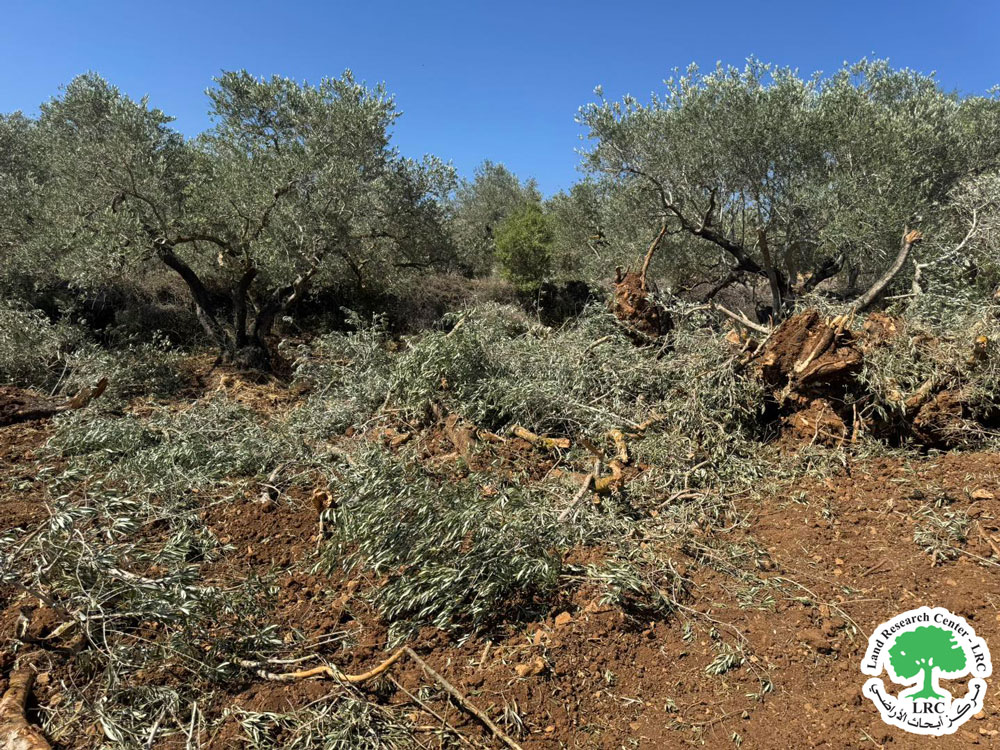 The Occupation Forces Ravage Agricultural Lands and Uproot 169 Olive Trees in Sinjil Town, North Ramallah | LRC