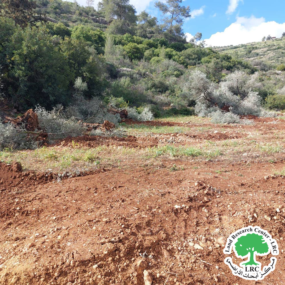 Aiming to Expand a Colonial Road: The Occupation Begins Bulldozing and Uprooting 495 Olive Trees in Kifl Hares, North of Salfit | LRC