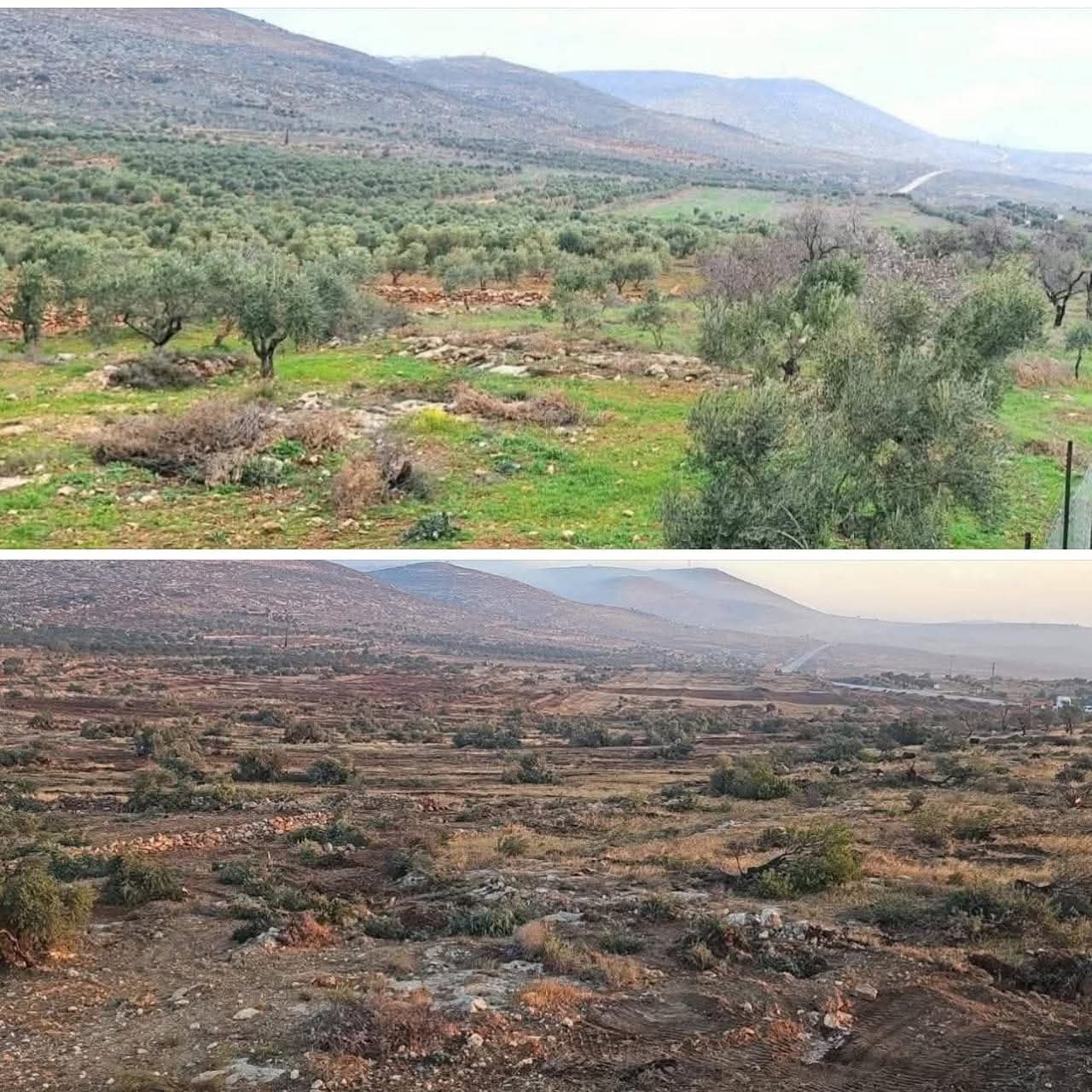 سهل المغير يتحول إلى صحراء ... تجريف 350 دونماً وإعدام آلاف أشجار الزيتون/ محافظة رام الله | LRC
